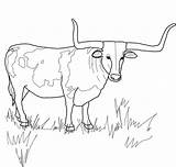 Longhorn Texas Cow Stier Ferdinand Boi Steer Horn Tiere Supercoloring Ochse Hereford Printmania Horned Kategorien sketch template
