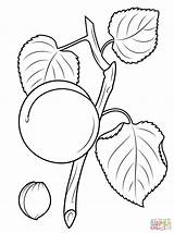 Apricot Coloring Pages Seed Branch Fruits Printable Blossom Drawing Leaves sketch template