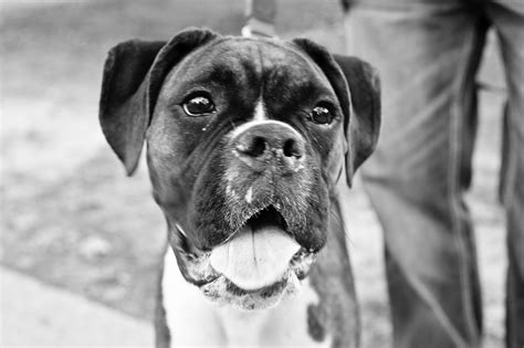 boxer dog quotes quotesgram