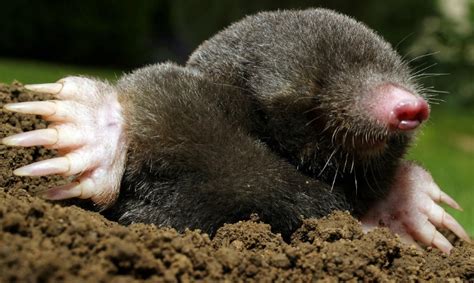 How To Tell The Difference Between Moles And Voles Home And Garden