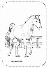 Cavalos Realistas Cavalo Realista Imprima Trouxemos Vocês sketch template