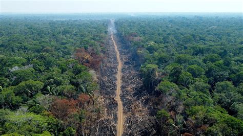 tropical forest loss sped     pledges  halt