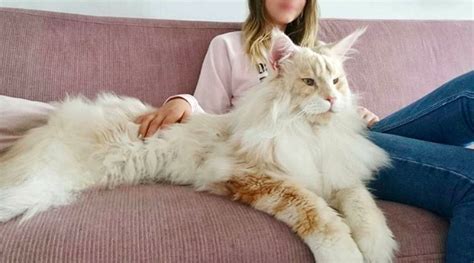 woman shares breathtaking photos of her maine coon and it s crazy how