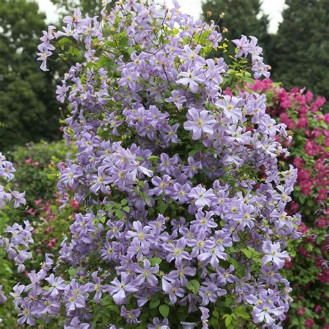 buy clematis group  syn clematis viticella prince charles clematis prince charles