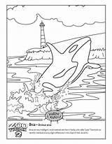 Coloring Whale Pages Killer Orca Colouring David Printable Whales Kids Beluga Jonathan Sperm Color Adults Print Humpback Getcolorings Drawing Getdrawings sketch template
