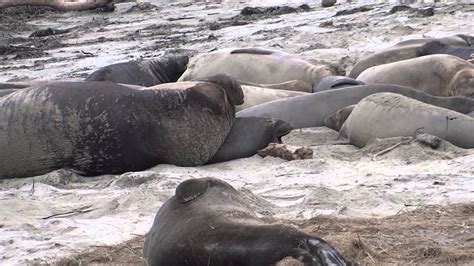 Mating Elephant Seals At Ano Nuevo State Park Ca 5