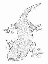 Reptile Coloring Pages Getcolorings Print sketch template
