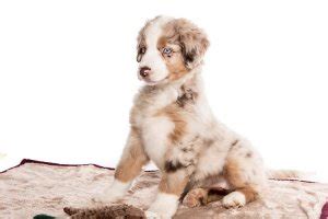 mini australian shepherd dog breed info pictures   dogs