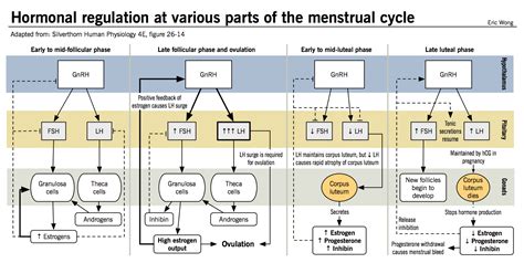 hormonal regulation at various parts of the menstrual grepmed