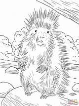 Porcupine Coloring American North Porcupines Pages Printable Supercoloring Drawing Color Coloringbay Choose Board Categories sketch template