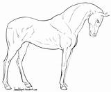 Horse Standing Lineart Deviantart Horses Sketches Coloring Pages Arabian Drawing Line Drawings Sketch Head Animal Front Cliparting Face sketch template
