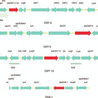 chronology  homology  plasmid mediated ampc lactamases  table