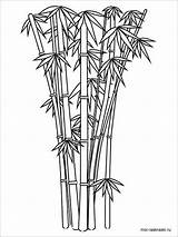 Bamboo Coloring Pages Tree Sketch Printable Kids Color Coloringbay Drawings Paintingvalley 1000px 11kb sketch template