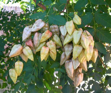 Golden Rain Tree Seed Pods Lot Lines