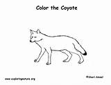 Coyote Mammals sketch template