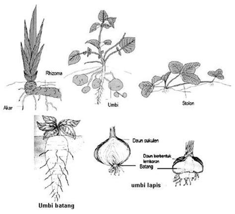 morfologi tumbuhan liabio