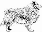 Collie Border Chien Honden Hunde Weiss Zwart Plaatjes Ancenscp Plaatje Animaatjes sketch template