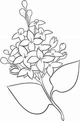 Flori Colorat Liliac Desene Planse Creion Coloringsky Syringa Liliacul Floare sketch template