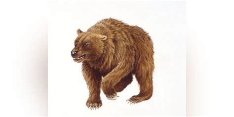 humans played major role  driving cave bear  extinction study