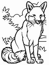Fox Coloring Pages Artic Alpha Male sketch template