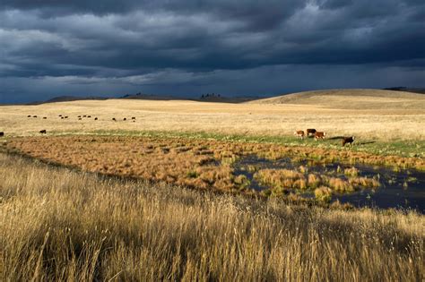 history grasslands conservation council  bc