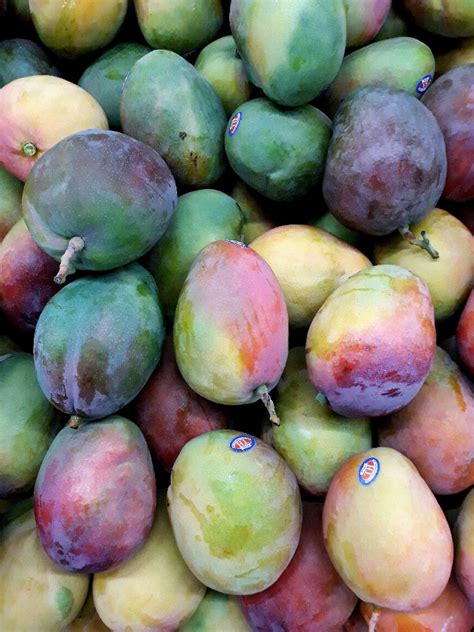 types  mango  india   mango varieties  india