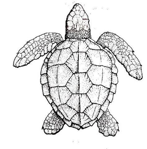 pin  sue tatterson  sea shells turtle drawing turtle coloring
