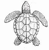 Turtles Loggerhead Shell Fws Tortue Imprimer Experiences Fish Symmetry Coloriages sketch template
