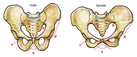 An Updated Prehistory Of The Human Pelvis American Scientist