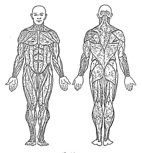 muscular system drawing  getdrawings