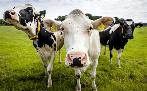 stijging van de weidegang zet door   liep driekwart van de nederlandse melkkoeien buiten