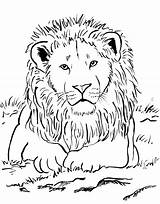 Coloring Realistic Pages Lion Printable Color Getcolorings Print sketch template