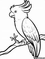 Coloring Pages Crested Cockatoo Sulphur Coloringbay Related sketch template