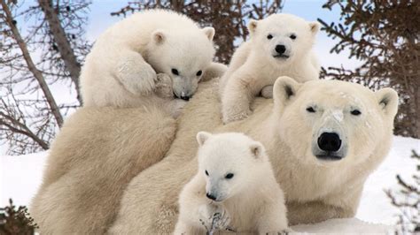 polar bear family portraits wallpaperscom