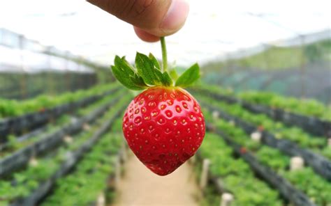 sergios farm organic strawberry farm  cebu vivomigsgee