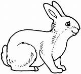Coloring Rabbit Pages Animals Color Animal Print Back sketch template