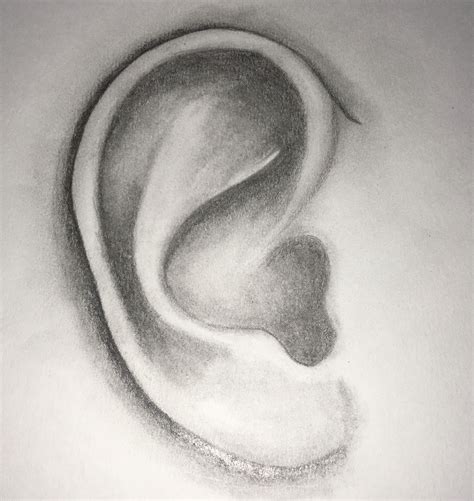 discover    ear pencil sketch ineteachers