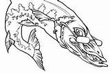 Barracuda Coloring Fish Pages Predator Sea sketch template