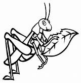 Grasshopper Coloring Color Pages Animals Sheet sketch template