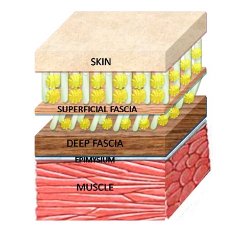 focus  fascia   heck       role  physiology hurdles