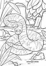 Schlange Ausmalbilder Ausmalen Malvorlage Klapperschlange Schlangen Malvorlagen Kaa Kinderbilder Kostenlose Tiere Kinder Giftschlange sketch template