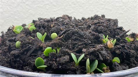 grow bluebonnet  seeds seeds stratification youtube