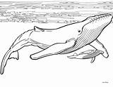 Whale Coloring Pages Humpback Print Animal Whales Choose Board Book Project sketch template