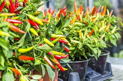 grow ornamental peppers