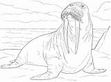 Adult Walrus Male Coloring Pages Supercoloring sketch template