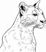 Rostro Cougar Muso sketch template