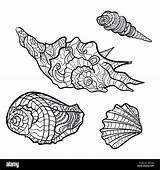Seashells Seashell sketch template