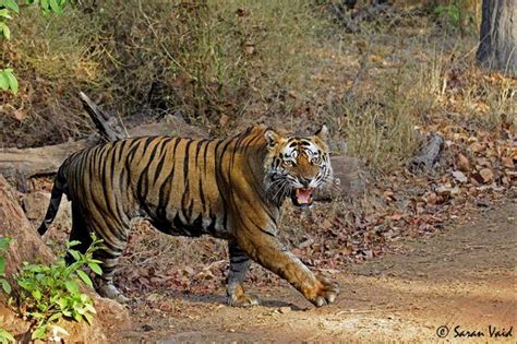 itinerary 4 days bandhavgarh tiger safari from the earth