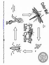 Cycle Life Coloring Dragonfly Plant Pages Drawing Getdrawings Growth Comments Dragonflies Fly Colouring Choose Board Site sketch template