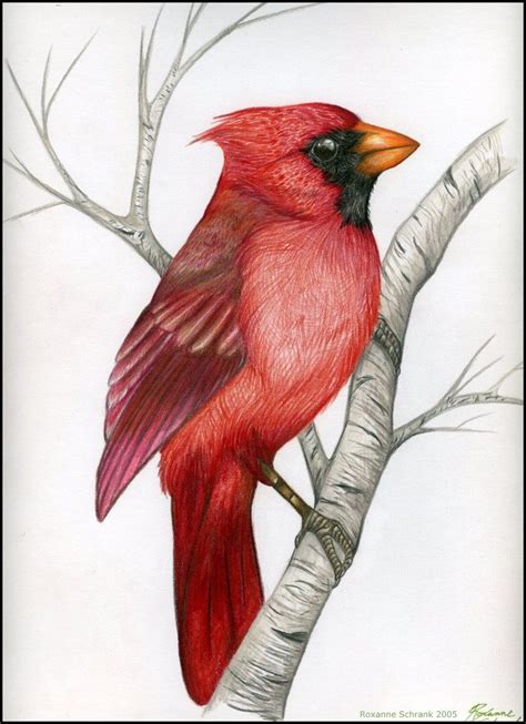 draw  cardinal